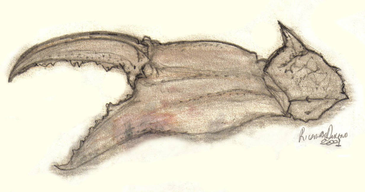 1233x648 Crab Claw - Crab Claw Drawing