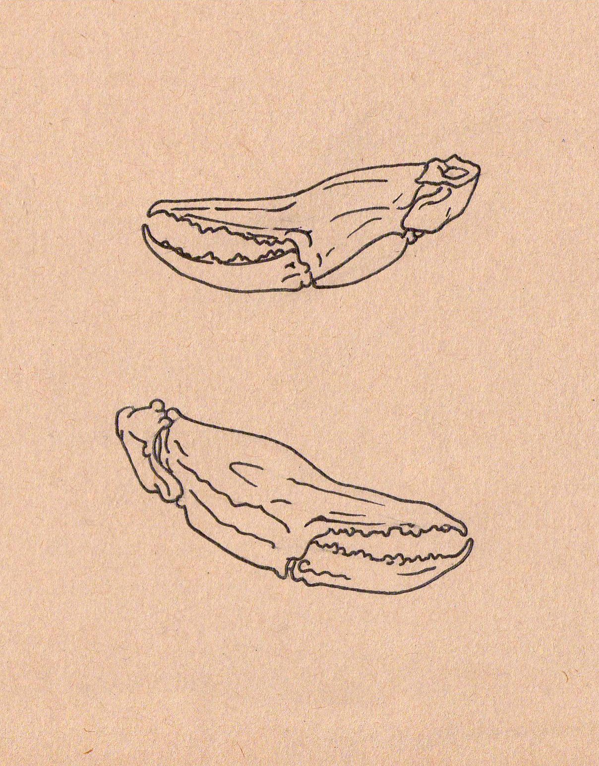 1208x1545 Crab Claw Studies - Crab Claw Drawing