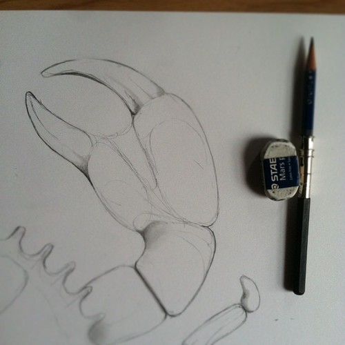 500x500 Crab Drawing Adrianna Grezak Art Design - Crab Claw Drawing