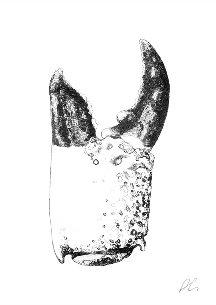 693x980 Crab Claw - Crab Claw Drawing