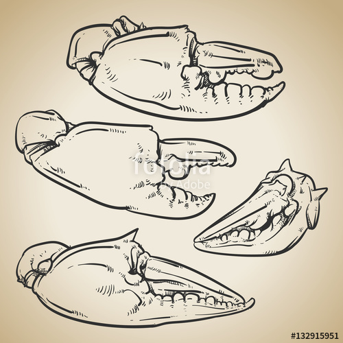 500x500 Crab Claws Isolated On Vintage Background Hand Drawn Crab Vecto - Crab Claw Drawing