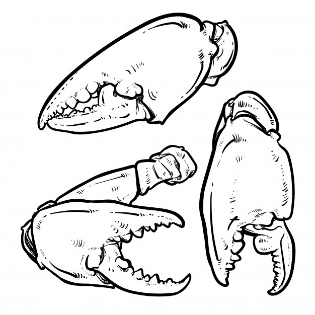 Crab Claw Drawing at Explore collection of Crab