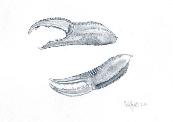 570x402 Crab Claws Original Drawing Cards Drawings, Claws, Pencil Drawings - Crab Claw Drawing