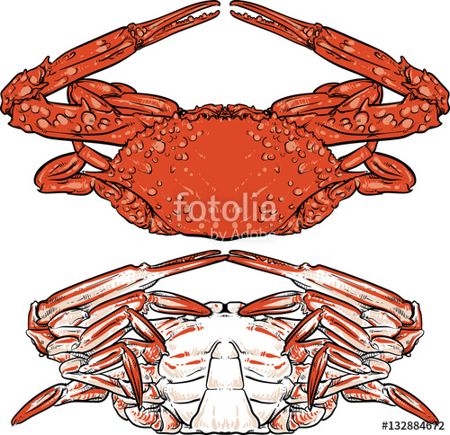 500x484 Hand Drawn Seafood Illustration Crab Claw Crab Drawing On Whit - Crab Claw Drawing