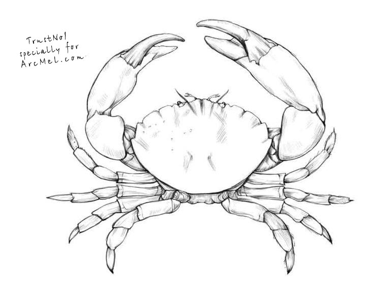 Crab Claw Drawing at Explore collection of Crab Claw Drawing