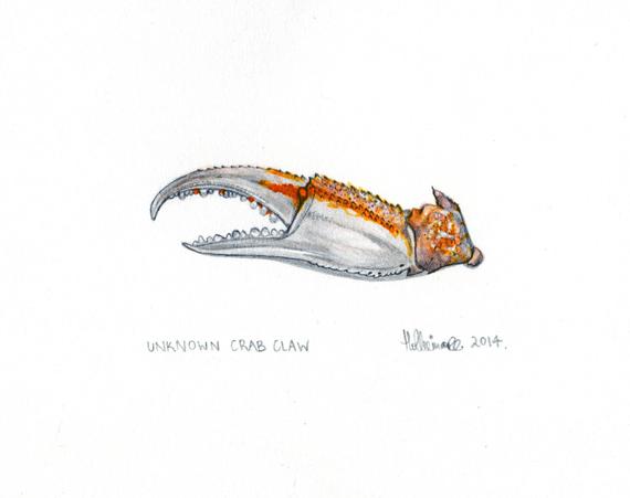 570x451 Items Similar To Crab Claws Original Drawing On Etsy - Crab Claw Drawing