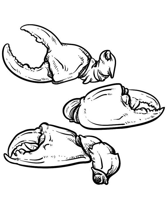 570x713 Pin Von Black Akaliko Auf Etsy Drawing Food Vector Illustration - Crab Claw Drawing