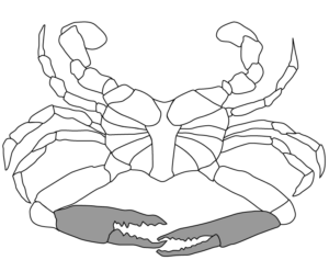 300x237 Understanding Crab Meat - Crab Claw Drawing