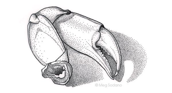600x325 Crab Claw Drawing - Crab Claw Drawing