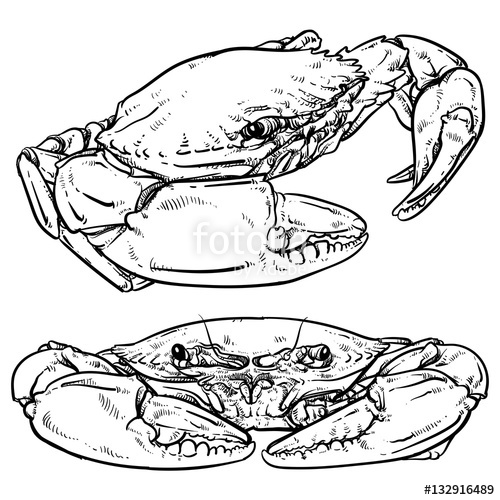 500x500 Crab Drawing On White Background Hand Drawn Seafood Illustratio - Crab Drawing