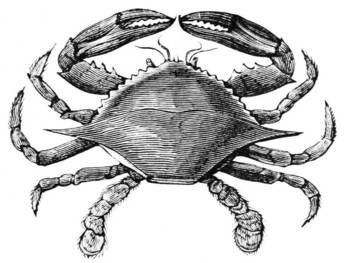 350x263 Vintage Crab Drawing - Crab Drawing