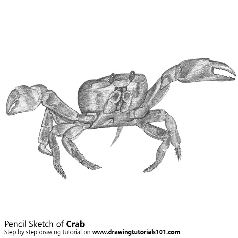 Краб рисунок простой