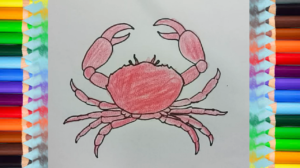 300x168 How To Draw A Crab Step - Crab Drawing Easy