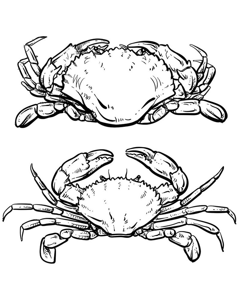 Crab Drawing Images