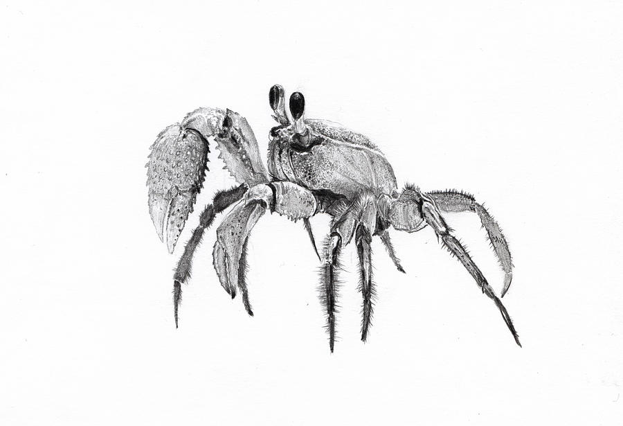 900x615 Atlantic Ghost Crab Drawing - Crab Drawing Images