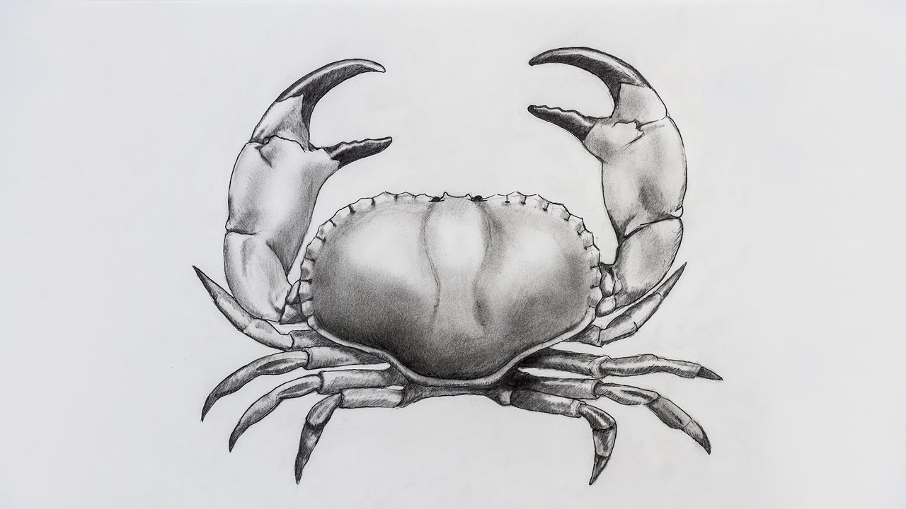 1280x720 Krebs Zeichnen - Crab Drawing Images