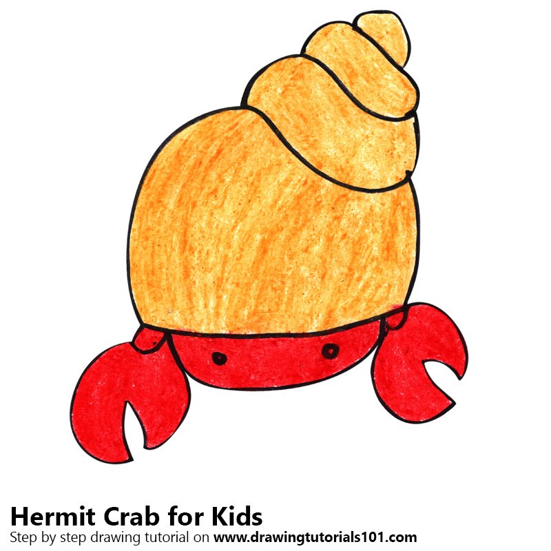 800x800 learn how to draw a hermit crab for kids - Crab Drawing Images