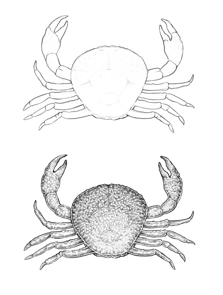 Морской краб рисунок