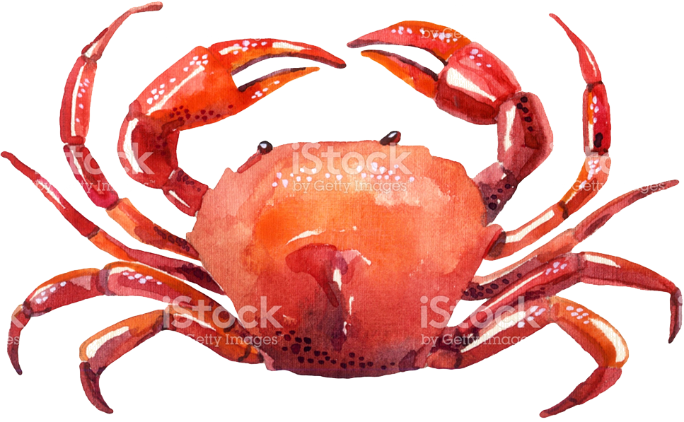 967x597 Crab Drawing - Crab Drawing Images
