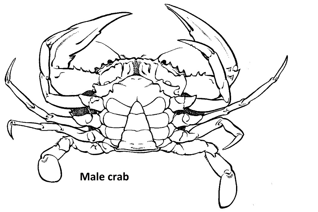 1024x685 blue swimmer crab fish identification information queensland - Crab Line Drawing