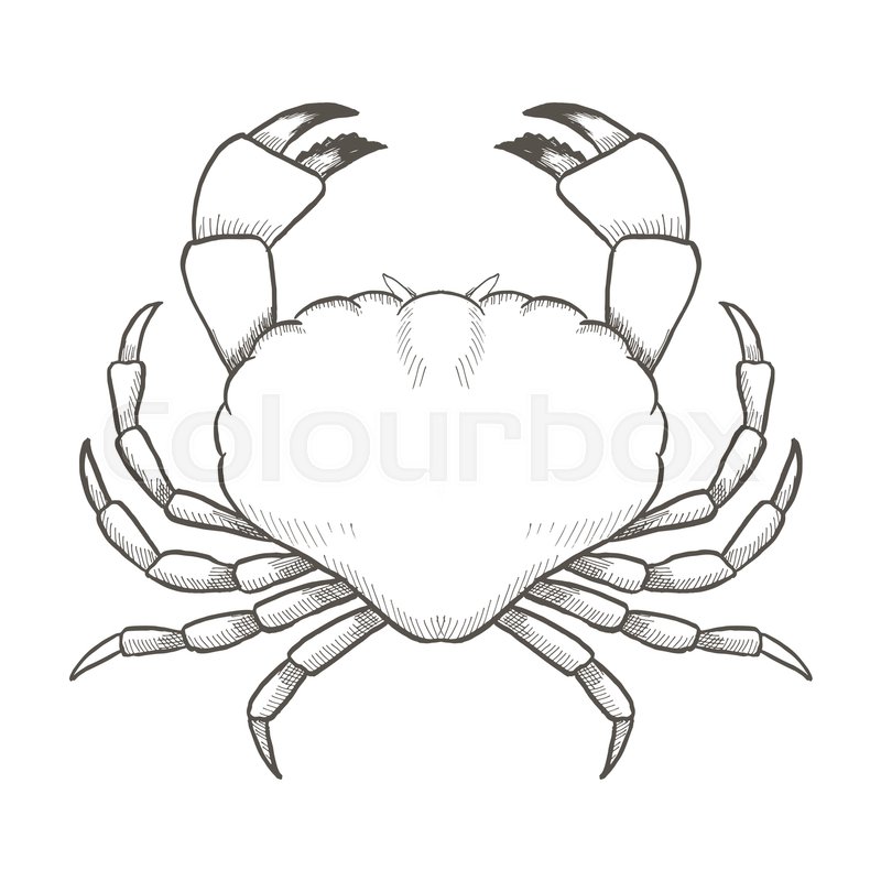 800x800 Crab Drawing On White Background Hand Stock Vector Colourbox - Crab Line Drawing