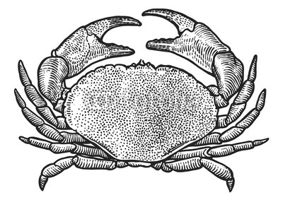 400x283 Crab Illustration, Drawing, Engraving, Ink, Line Art, Vector Buy - Crab Line Drawing