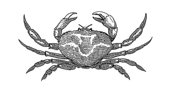 600x350 X Greeting Card Line Drawing Crab Kitchen - Crab Line Drawing