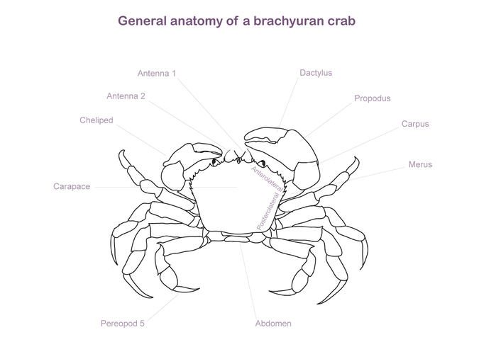 675x500 Leptomithrax Sternocostulatus - Crab Line Drawing