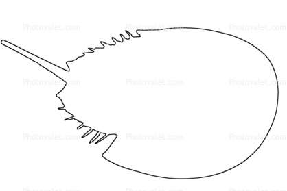 418x279 Outline Of A Horseshoe Crab, Line Drawing, Shape Images - Crab Line Drawing