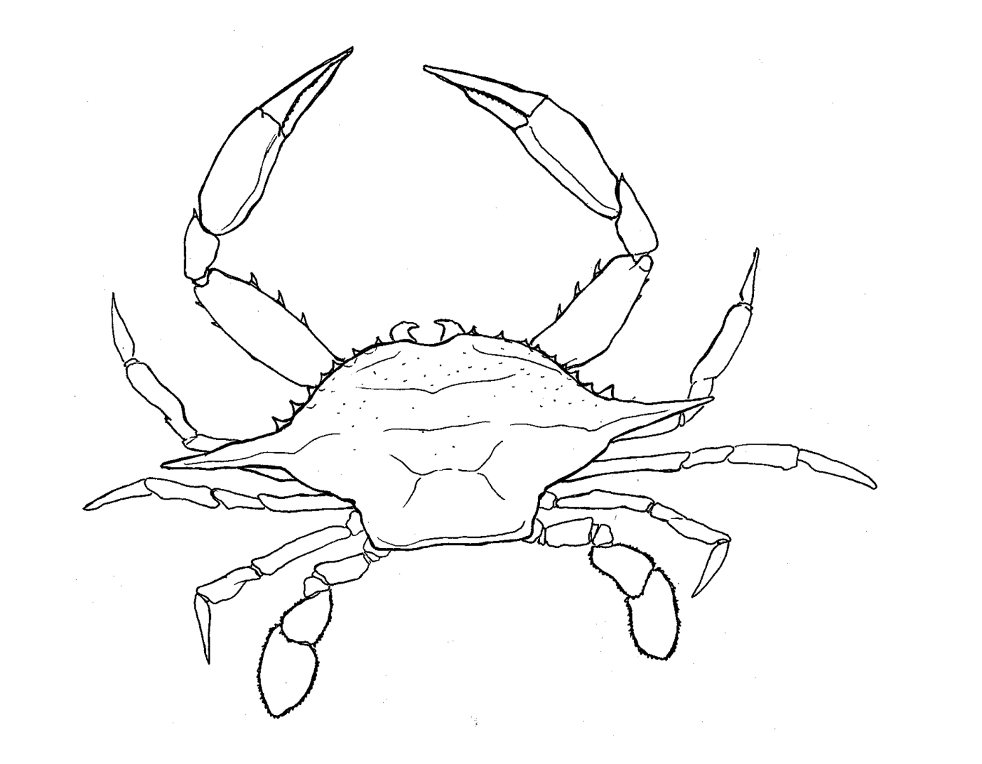 1400x1089 crab drawing blue crab for free download - Crab Line Drawing