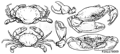 500x226 Crab Set Drawing On White Background, Hand Drawn Outline Seafood - Crab Outline Drawing