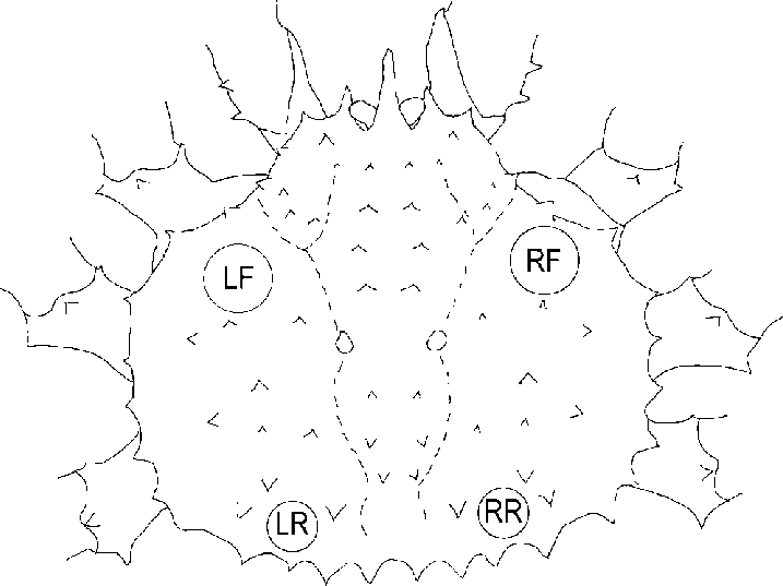 717x537 Outline Of King Crab Carapace Showing Regions - Crab Outline Drawing