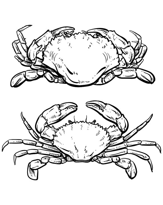 570x713 Vector Crab Drawing Hand Drawn Outline Seafood Illustration - Crab Outline Drawing