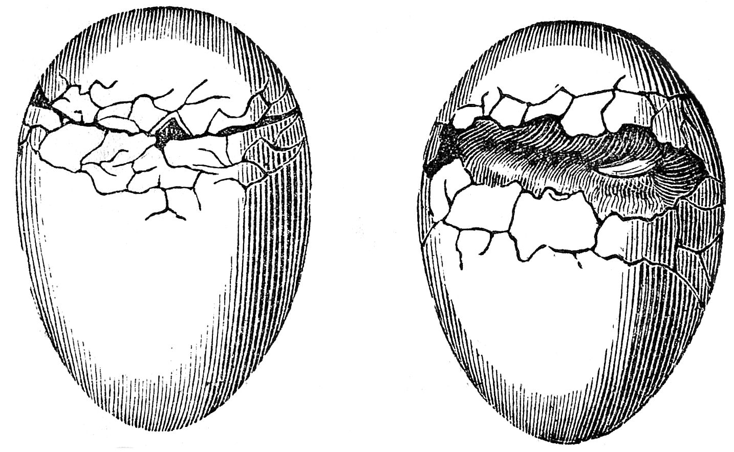 1434x883 egg drawing antique for free download - Cracked Egg Drawing.