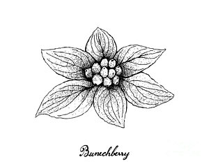 300x235 cranberry drawings fine art america - Cranberry Drawing