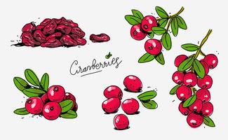 325x200 cranberry isolated free vector art - Cranberry Drawing