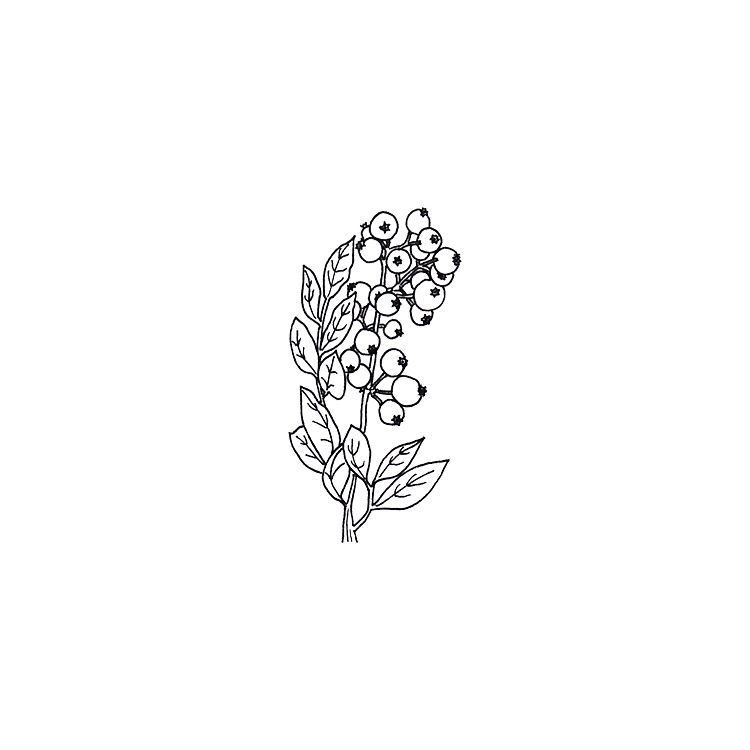 750x750 cranberry branch i'm so in love with cranberries in my granola - Cranberry Drawing