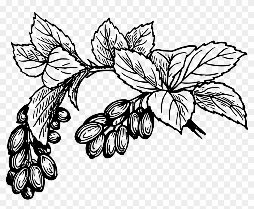 840x691 free barberry - Cranberry Drawing