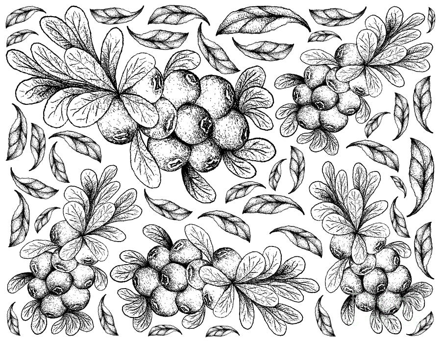 900x700 hand drawn background of ripe cranberry fruits drawing - Cranberry Drawing