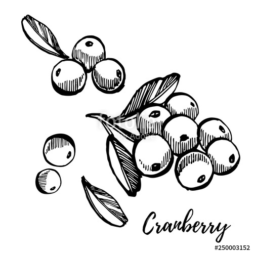 500x500 hand drawn sketch style cranberry illustrations isolated on white - Cranberry Drawing