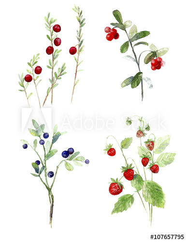 387x500 wild berry on white background watercolor hand drawn illustration - Cranberry Drawing