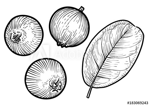 500x354 cowberry or cranberry illustration, drawing, engraving, ink, line - Cranberry Drawing