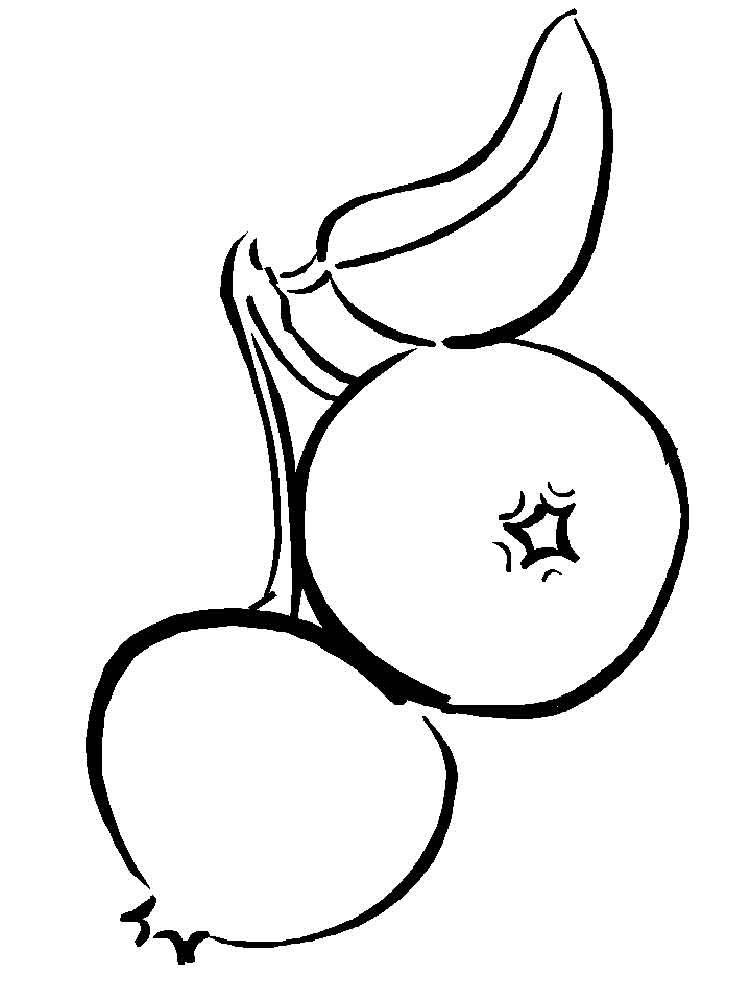 750x1000 cranberry coloring pages - Cranberry Drawing