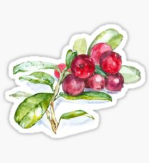 210x230 cranberry drawing gifts merchandise redbubble - Cranberry Drawing