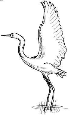 Crane Bird Sketch at PaintingValley.com | Explore collection of Crane ...