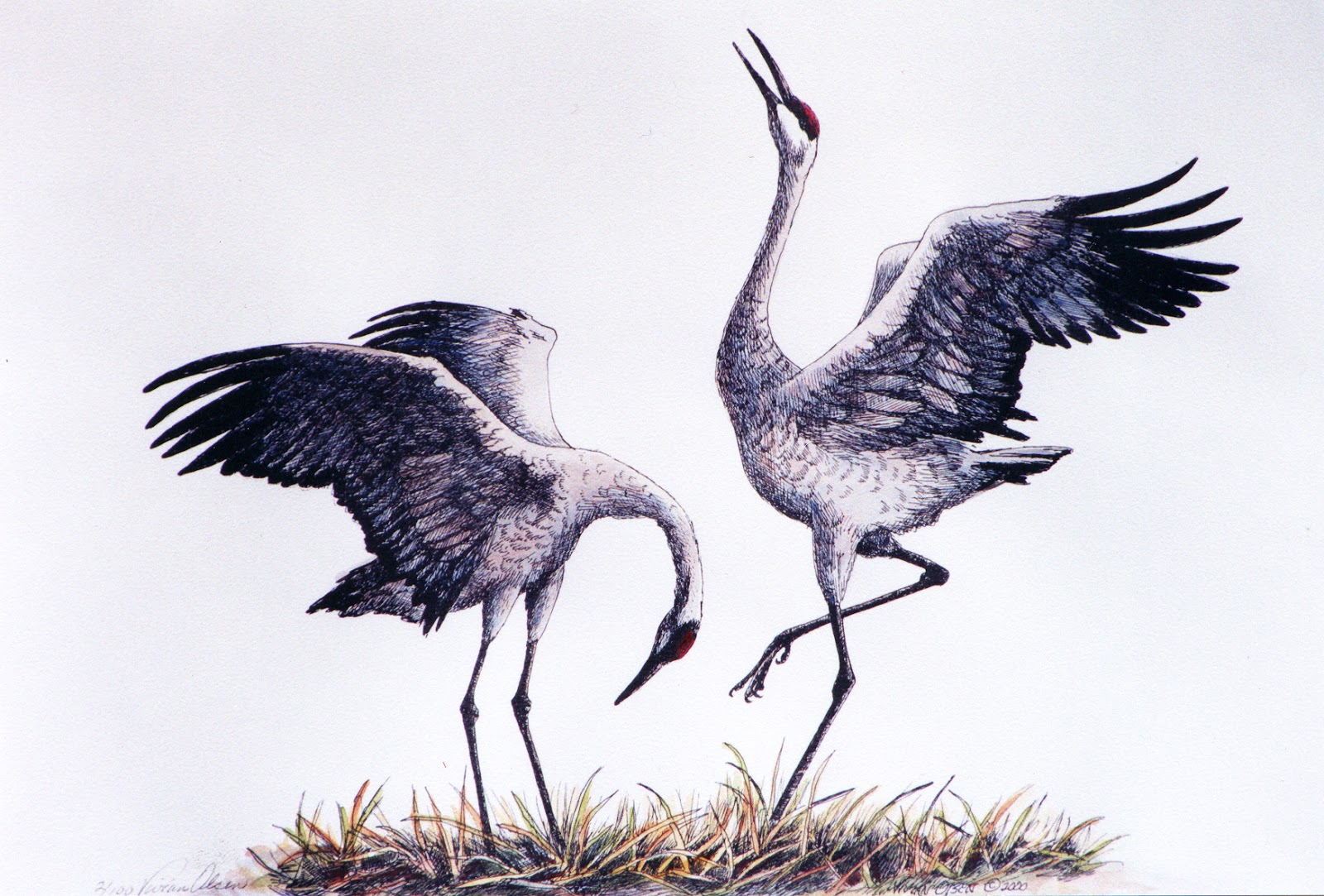 1600x1083 sandhill crane bird drawing - Crane Bird Drawing
