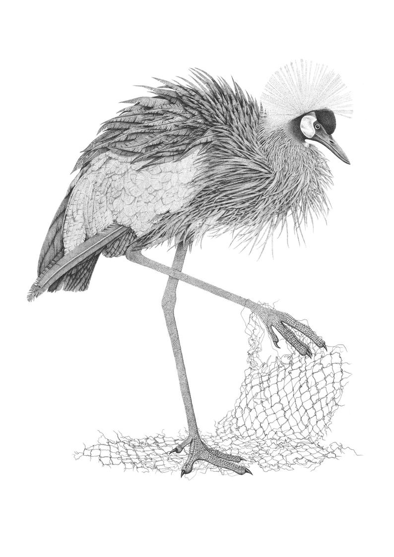 794x1123 crowned crane bird illustration migratory bird drawing pen etsy - Crane Bird Drawing