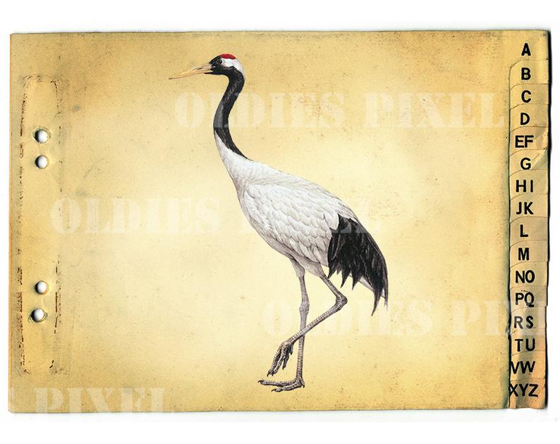 794x630 grus japonensis red crowned crane bird drawing instant etsy - Crane Bird Drawing