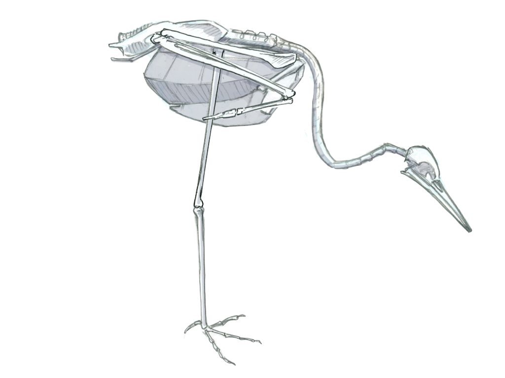 1024x768 how to draw sandhill cranes anatomy for artists - Crane Drawing