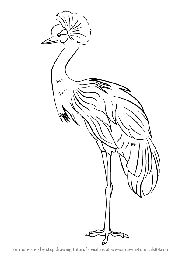 598x844 learn how to draw a black crowned crane - Crane Drawing
